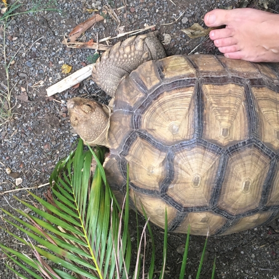 Image pour l'annonce tortue sulcata