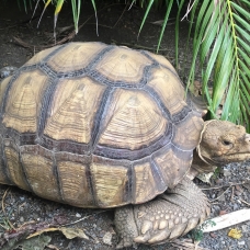 Image pour l'annonce tortue sulcata