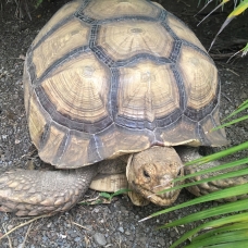 Image pour l'annonce tortue sulcata