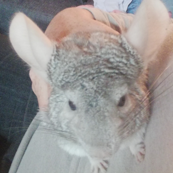 Image pour l'annonce chinchillas
