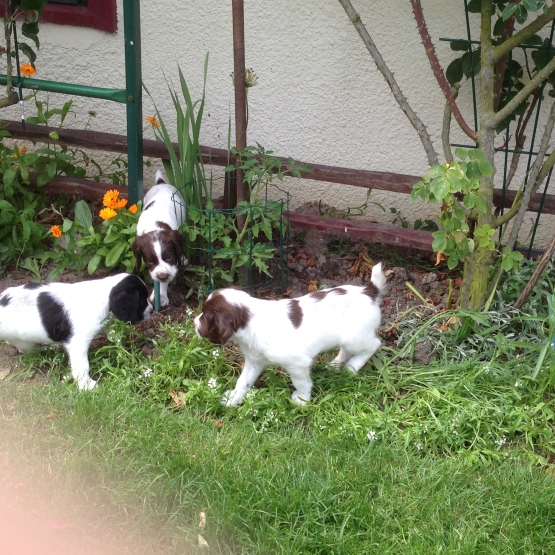 Image pour l'annonce A RESERVER: Chiots English Springer Spaniel LOF