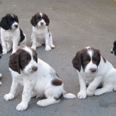 Image pour l'annonce A RESERVER: Chiots English Springer Spaniel LOF