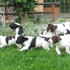 Image pour l'annonce A RESERVER: Chiots English Springer Spaniel LOF