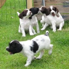 Image pour l'annonce A RESERVER: Chiots English Springer Spaniel LOF
