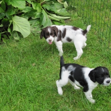 Image pour l'annonce A RESERVER: Chiots English Springer Spaniel LOF