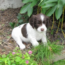 Image pour l'annonce A RESERVER: Chiots English Springer Spaniel LOF
