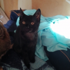 Image pour l'annonce Vends angora turc