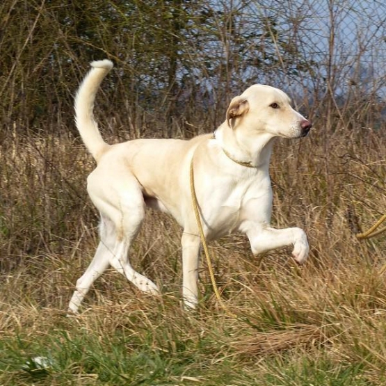 Image pour l'annonce Grand chien lévrier