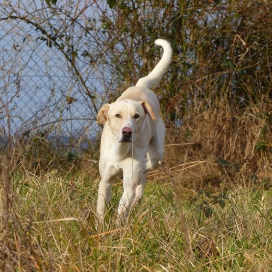 Image pour l'annonce Grand chien lévrier