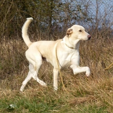 Image pour l'annonce Grand chien lévrier