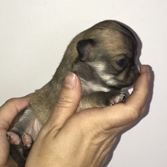 Image pour l'annonce Chiots chihuahua Lof