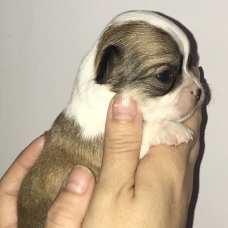 Image pour l'annonce Chiots chihuahua Lof