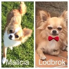 Image pour l'annonce Chiots chihuahua Lof