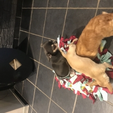 Image pour l'annonce Chiots chihuahua Lof