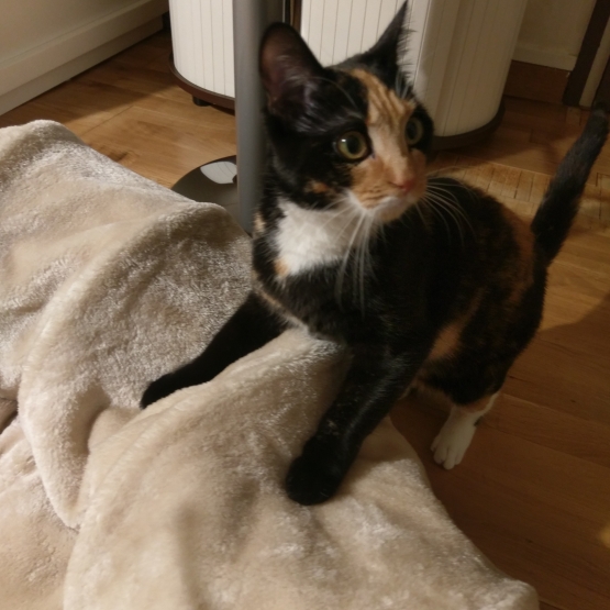 Image pour l'annonce Chatte à donner