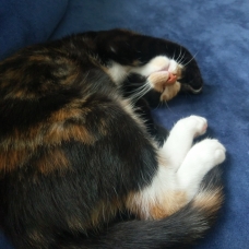 Image pour l'annonce Chatte à donner