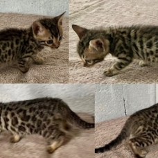 Image pour l'annonce Magnifiques chatons Bengal LOOF