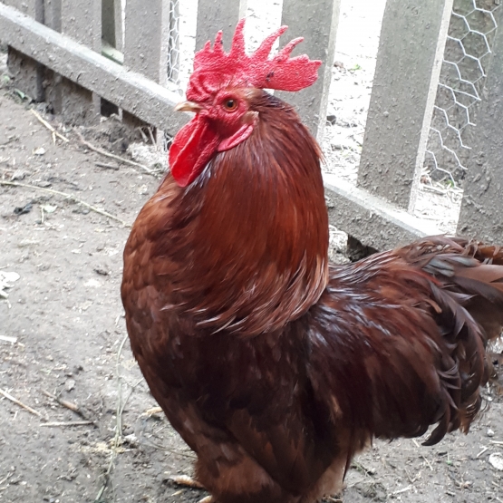 Image pour l'annonce Jeune coq 9 mois - croisement Pékin soie nain