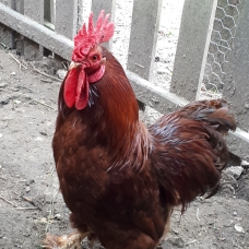 Image pour l'annonce Jeune coq 9 mois - croisement Pékin soie nain