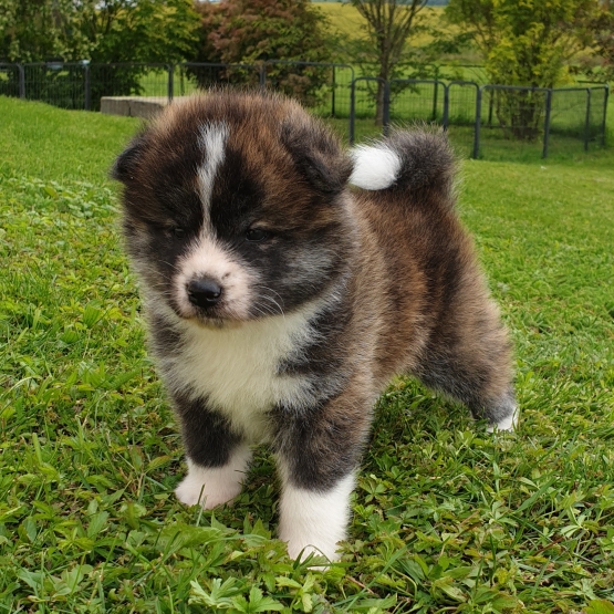 Image pour l'annonce Magnifiques Chiots Akita Inu à réserver