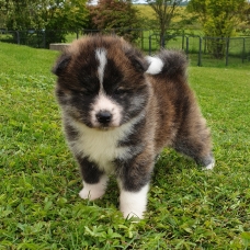 Image pour l'annonce Magnifiques Chiots Akita Inu à réserver