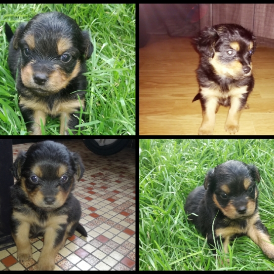 Image pour l'annonce Chiot type shih tzu