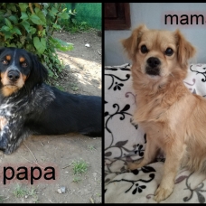 Image pour l'annonce Chiot type shih tzu