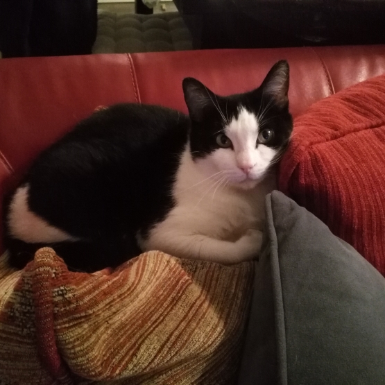 Image pour l'annonce Donne notre chatte de race européenne au pelage noir et blanc