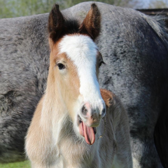 Image pour l'annonce Poulain irish cob