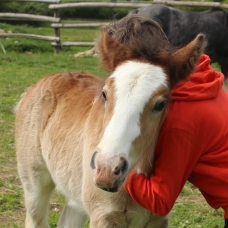Image pour l'annonce Poulain irish cob