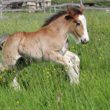 Image pour l'annonce Poulain irish cob