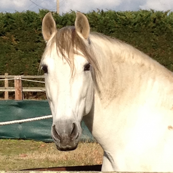 Image pour l'annonce a donner cheval PRE
