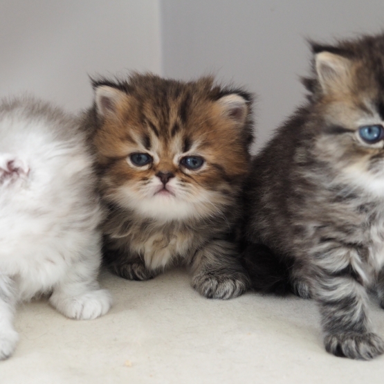 Image pour l'annonce Chatons persans