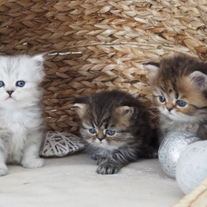 Image pour l'annonce Chatons persans