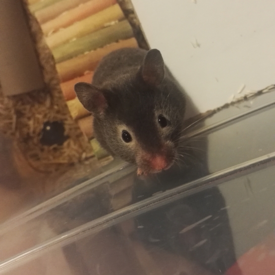 Image pour l'annonce bébés hamster syrien