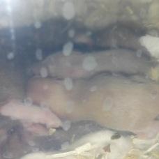 Image pour l'annonce bébés hamster syrien