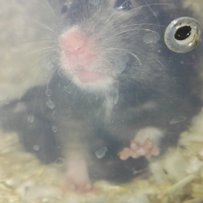 Image pour l'annonce bébés hamster syrien