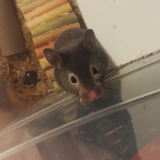 Image pour l'annonce bébés hamster syrien