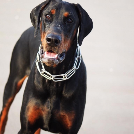 Image pour l'annonce Magnifique Mâle Dobermann pour sailli