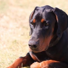 Image pour l'annonce Magnifique Mâle Dobermann pour sailli