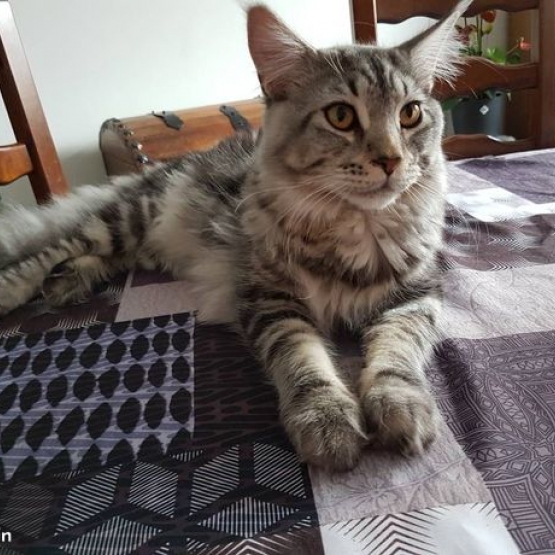 Image pour l'annonce saillie Maine coon