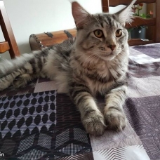 Image pour l'annonce saillie Maine coon