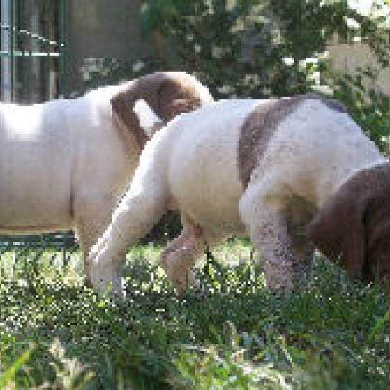 Image pour l'annonce 6 chiots braque français type Pyrenees