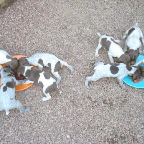 Image pour l'annonce 6 chiots braque français type Pyrenees