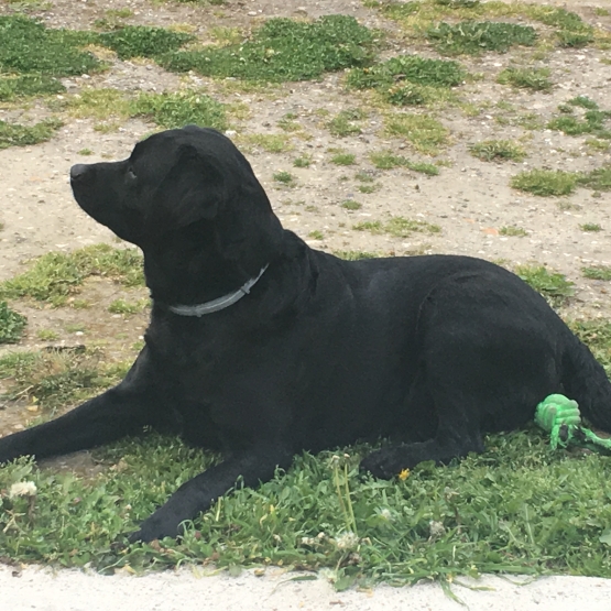 Image pour l'annonce Labrador Noir pour Saillie