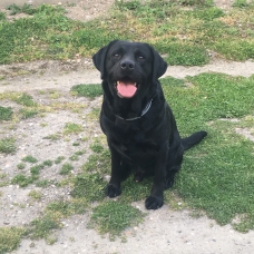 Image pour l'annonce Labrador Noir pour Saillie