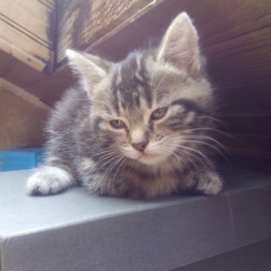 Image pour l'annonce donne chaton femelle