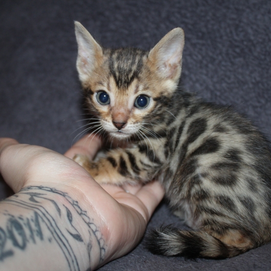 Image pour l'annonce Chaton bengal LOOF