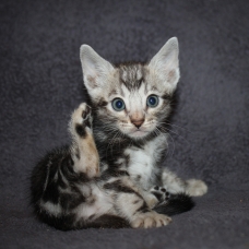 Image pour l'annonce Chaton bengal LOOF