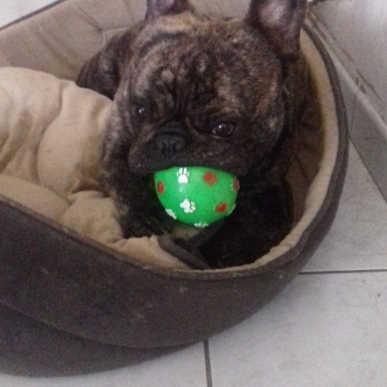 Image pour l'annonce saillie bouledogue français